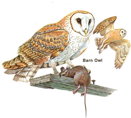 Generalist Vs Specialist Foraging Strategies (474x445), Png Download