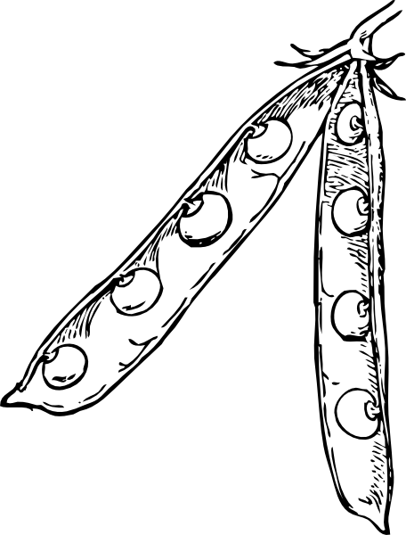 Pea Pod Svg Clip Arts 456 X 600 Px (456x600), Png Download