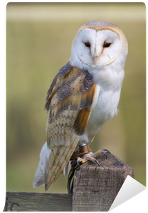 Poster: Wright's Barn Owl, 24x24in. (400x400), Png Download