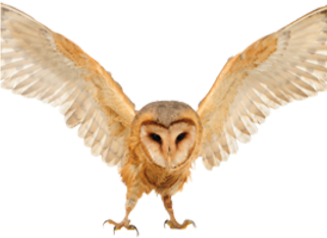 The Devon Bird Of Prey Centre (640x480), Png Download