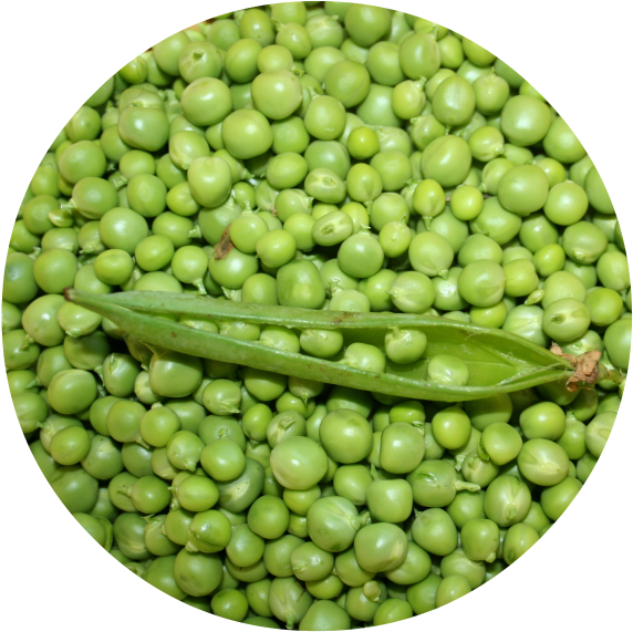 Last Evening I Was Sitting In My Kitchen Shelling Peas - Twinset Denim Jacket (600x607), Png Download