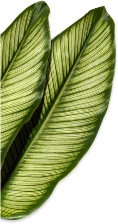 Decoration-left - Chocolate Brownie (283x500), Png Download