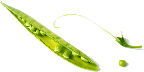 Pea Png Free Download - Wild Peas (600x317), Png Download