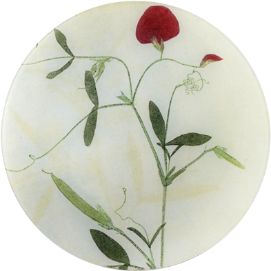 Lathyrvs Pressed Leaves - Sweet Pea (480x480), Png Download