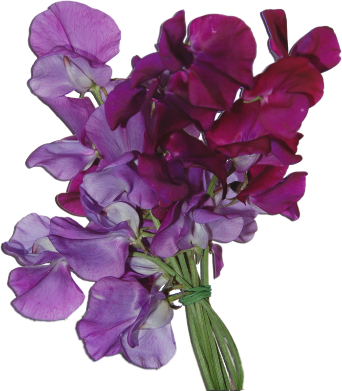 13777058 - Sweet Pea Flowers Png (700x800), Png Download