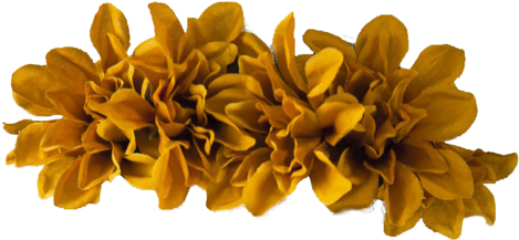 Tumblr Static Flower - Flower Crown Orange Png (500x251), Png Download