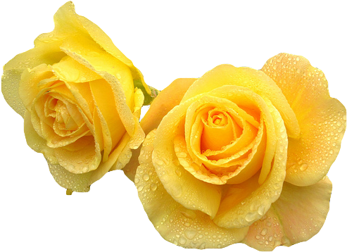 Yellow Transparent Flower Crown Download - Yellow Roses Transparent Background (495x369), Png Download