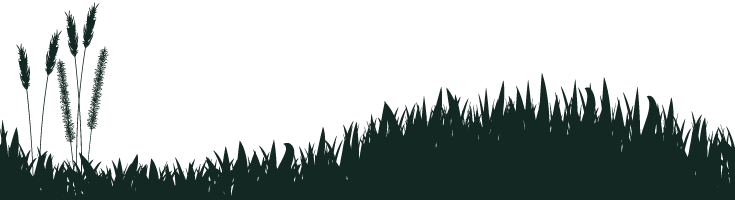 Fir Tree Fishery Grass Background - Silhouette (735x200), Png Download