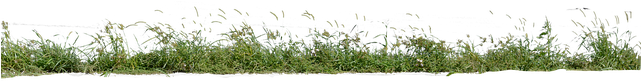 Grass (640x426), Png Download