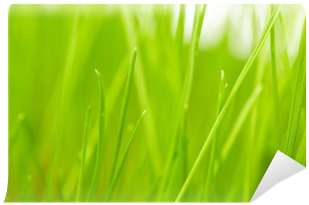 Artificial Turf (400x400), Png Download