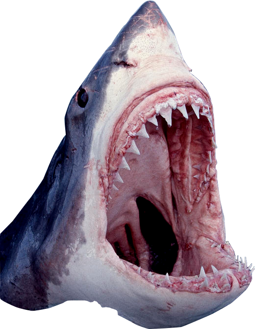 Shark Mouth Open Png - Great White Shark Mouth Open (520x669), Png Download