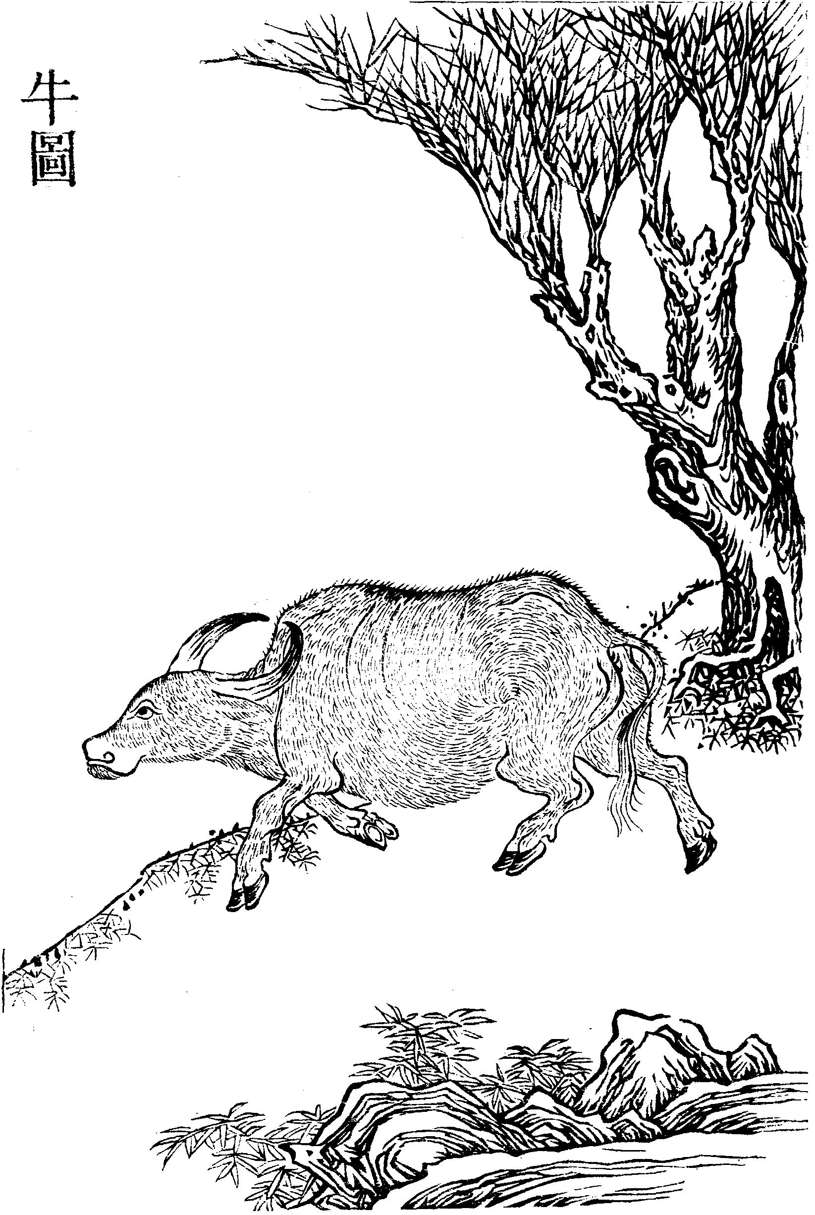 File - Imperial Encyclopaedia - Animal Kingdom - Pic225 - Sketch (1645x2451), Png Download