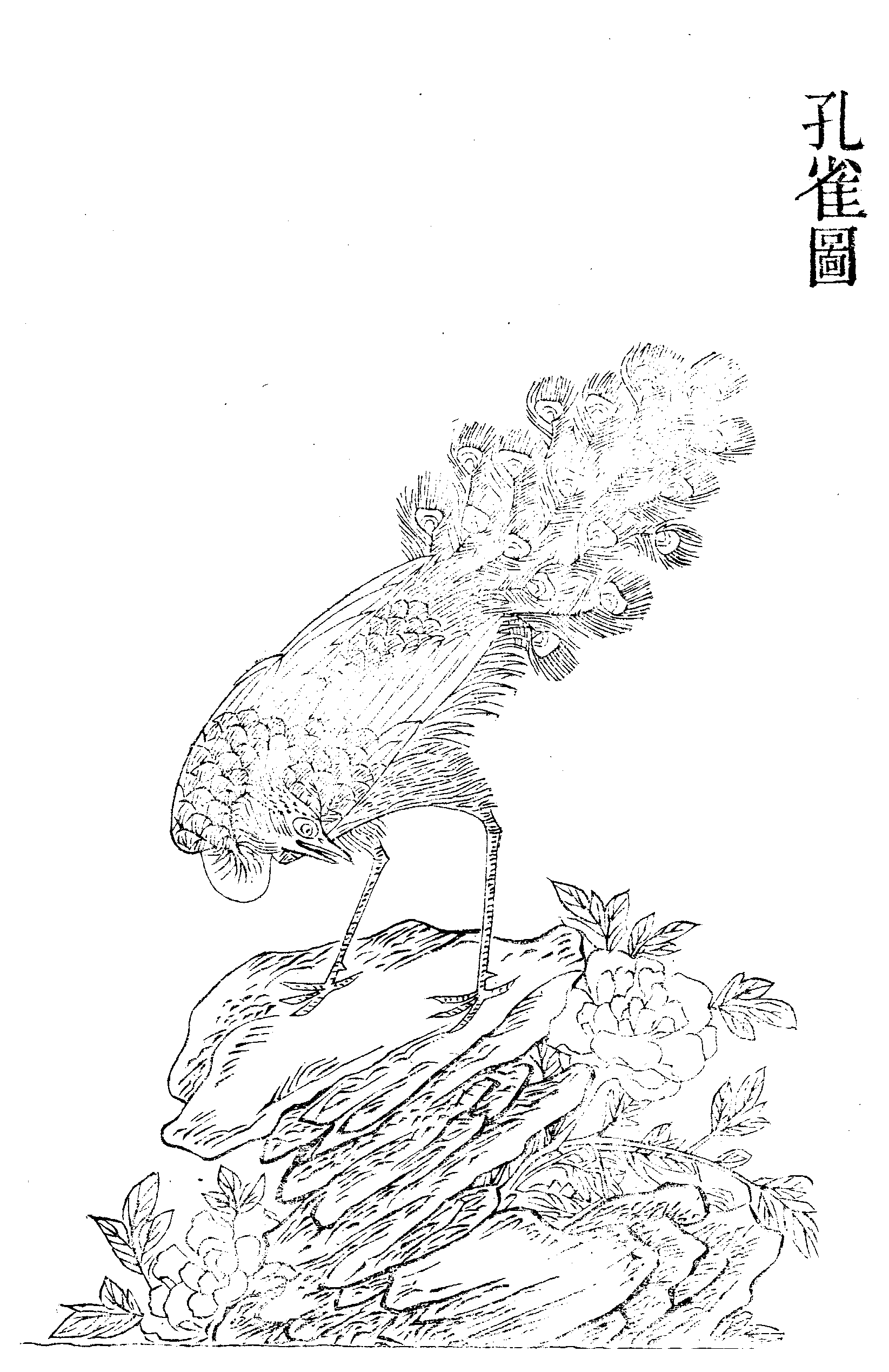 File - Imperial Encyclopaedia - Animal Kingdom - Pic046 - Drawing (1645x2538), Png Download