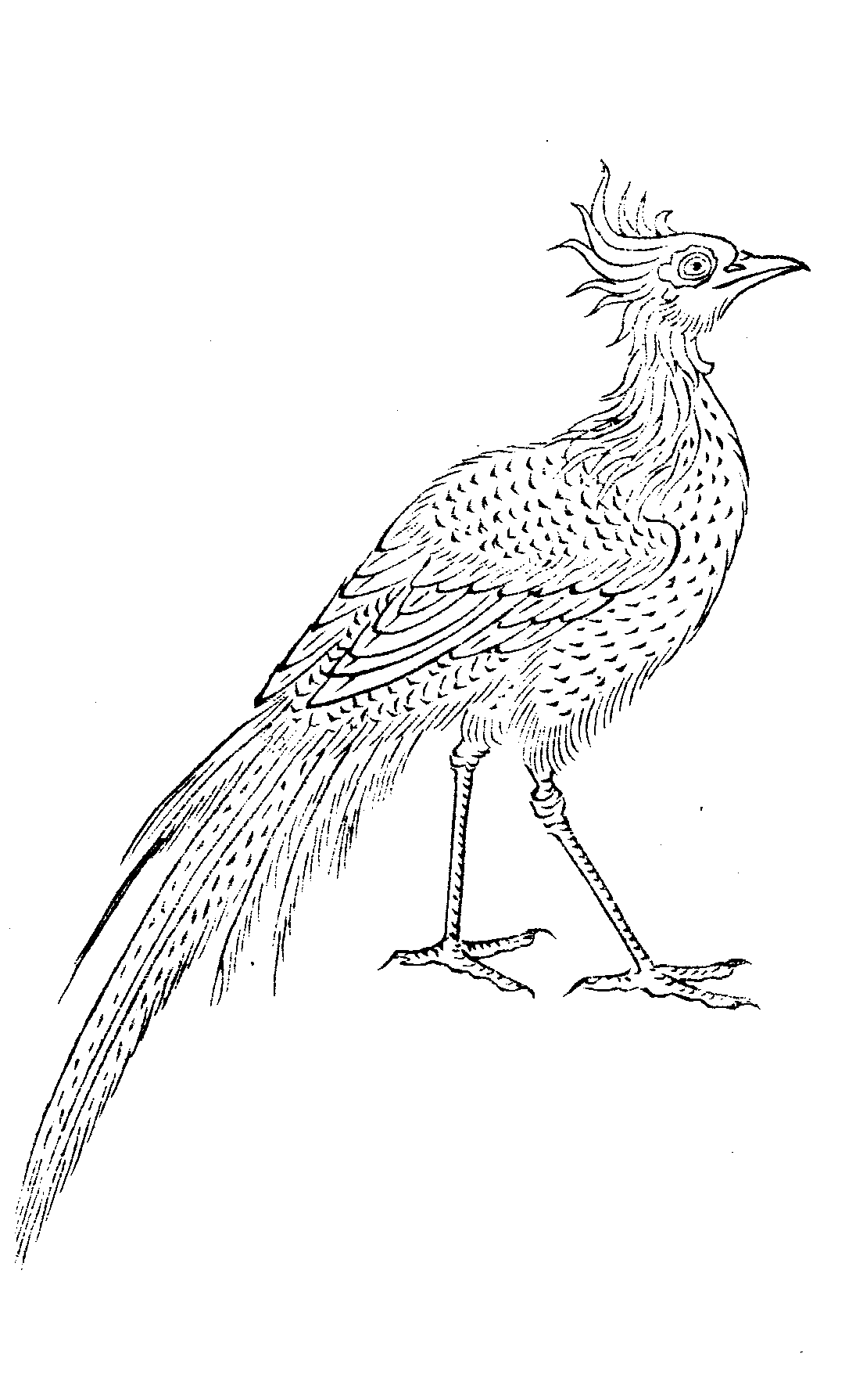 File - Imperial Encyclopaedia - Animal Kingdom - Pic116 - Encyclopedia (1095x1789), Png Download