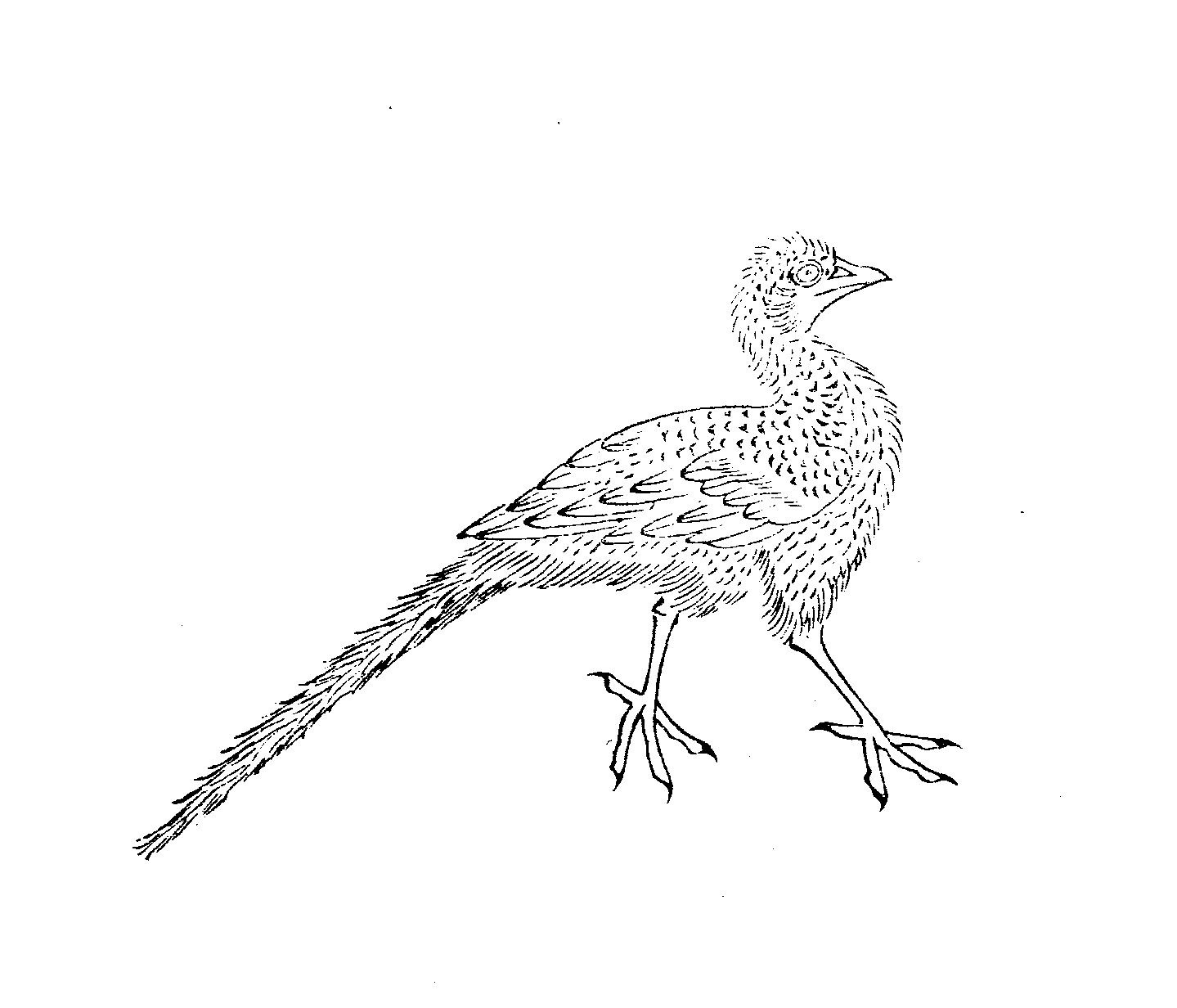 File - Imperial Encyclopaedia - Animal Kingdom - Pic132 - Seabird (1439x1232), Png Download