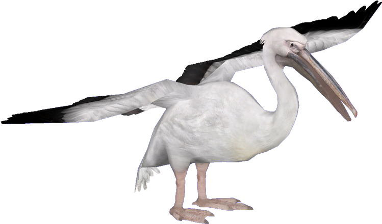 White Pelican Png High-quality Image - Heron (800x600), Png Download
