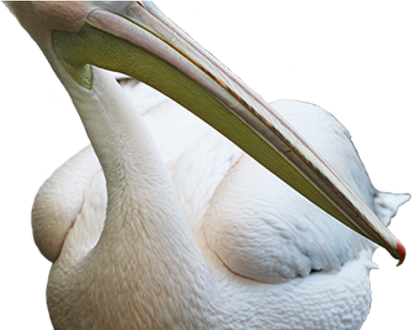 Pelican Png Transparent Images - Brown Pelican (640x480), Png Download