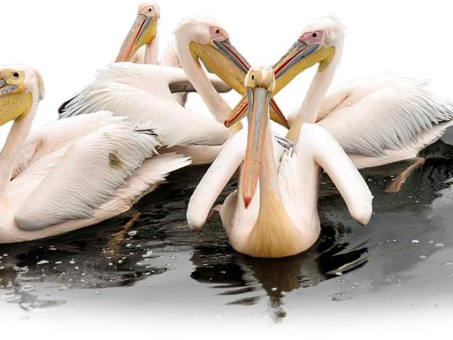 Pelican Png Transparent Images - Motivation (640x480), Png Download