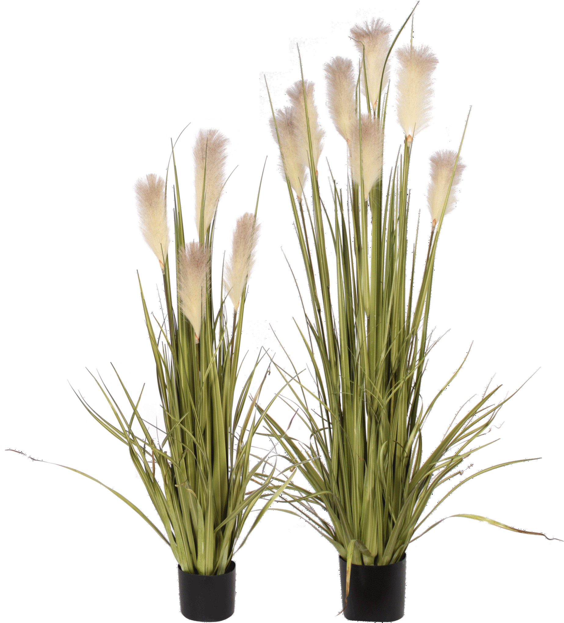 P1527 - 72" Reed Grass & Cream Artificial Flowers (2048x2048), Png Download