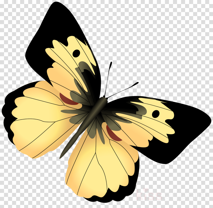 Black Butterfly Png Clipart Black Swallowtail Swallowtail - Mariposa Amarilla Con Negro (900x880), Png Download
