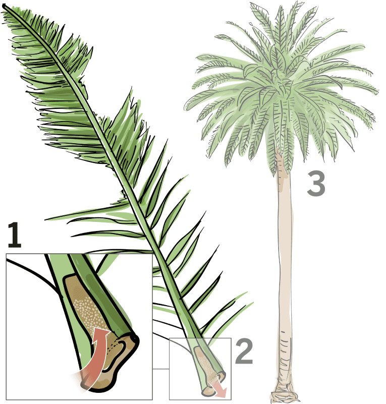 If The Tree Is Not Removed, Its Crown Will Eventually - Dying Palm Tree (800x800), Png Download