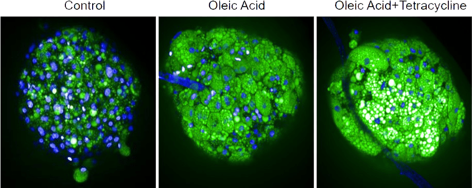 Example Data - Microtissues (974x379), Png Download