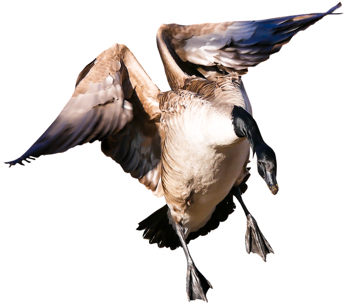 Animal, Goose, Poultry, Greylag Goose, Fly, Wing, Png - Aves De Capoeira Png (919x720), Png Download