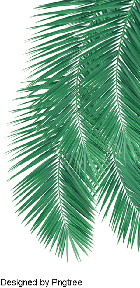 Palm Leaves Png Coconut Tree Leaf Png Leafjdi Co - Leaf Png (650x975), Png Download