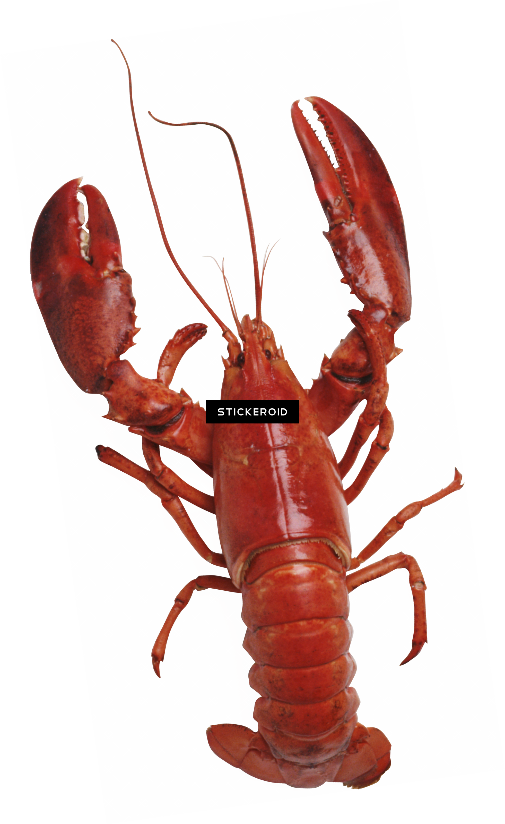 Lobster - Charles Campion's London Restaurant Guide [book] (1962x3199), Png Download