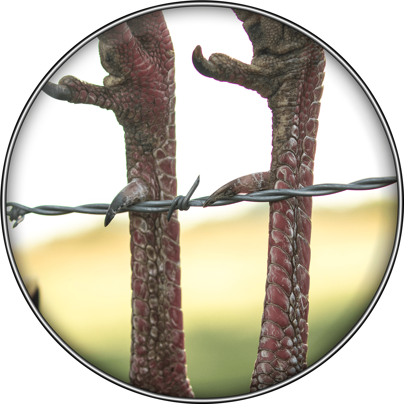 Rio Grand Turkey - Circle (1500x1500), Png Download