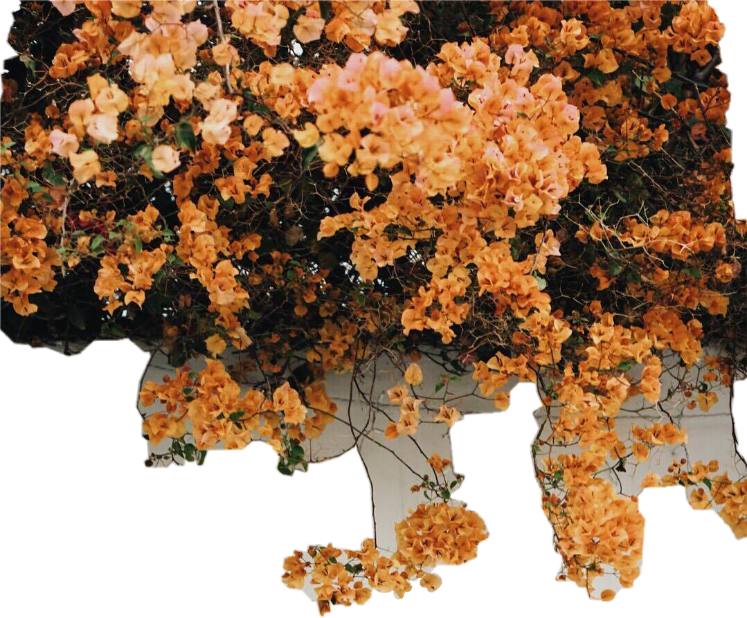 Wall Pared Flores Enredadera Yellow Flowers Nature - Yellow Iphone (1079x893), Png Download