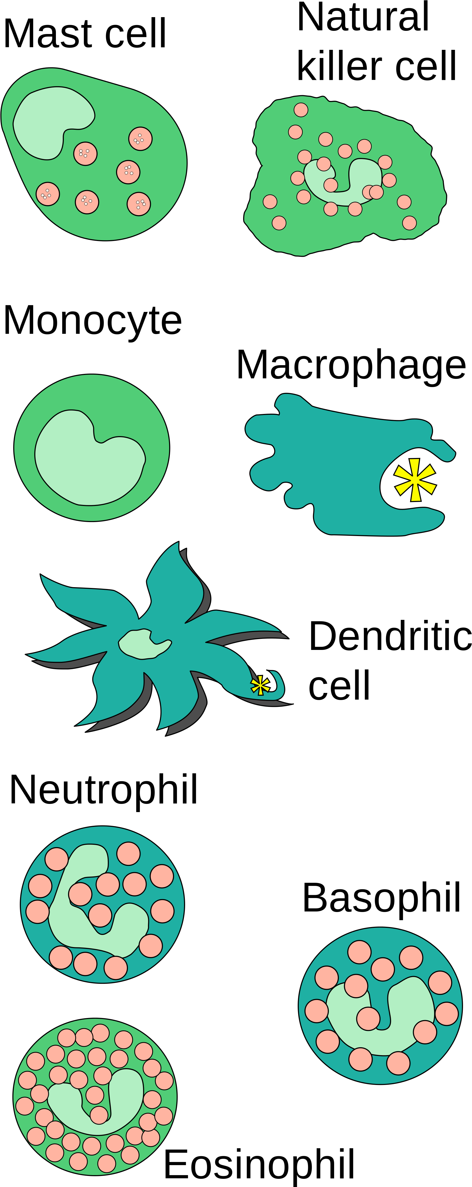 Open - Angeborene Immunität (2000x4684), Png Download