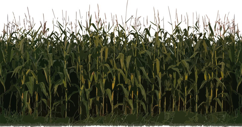 Corn Plant Png Image - Nitrous Oxide Fertilizers (800x419), Png Download