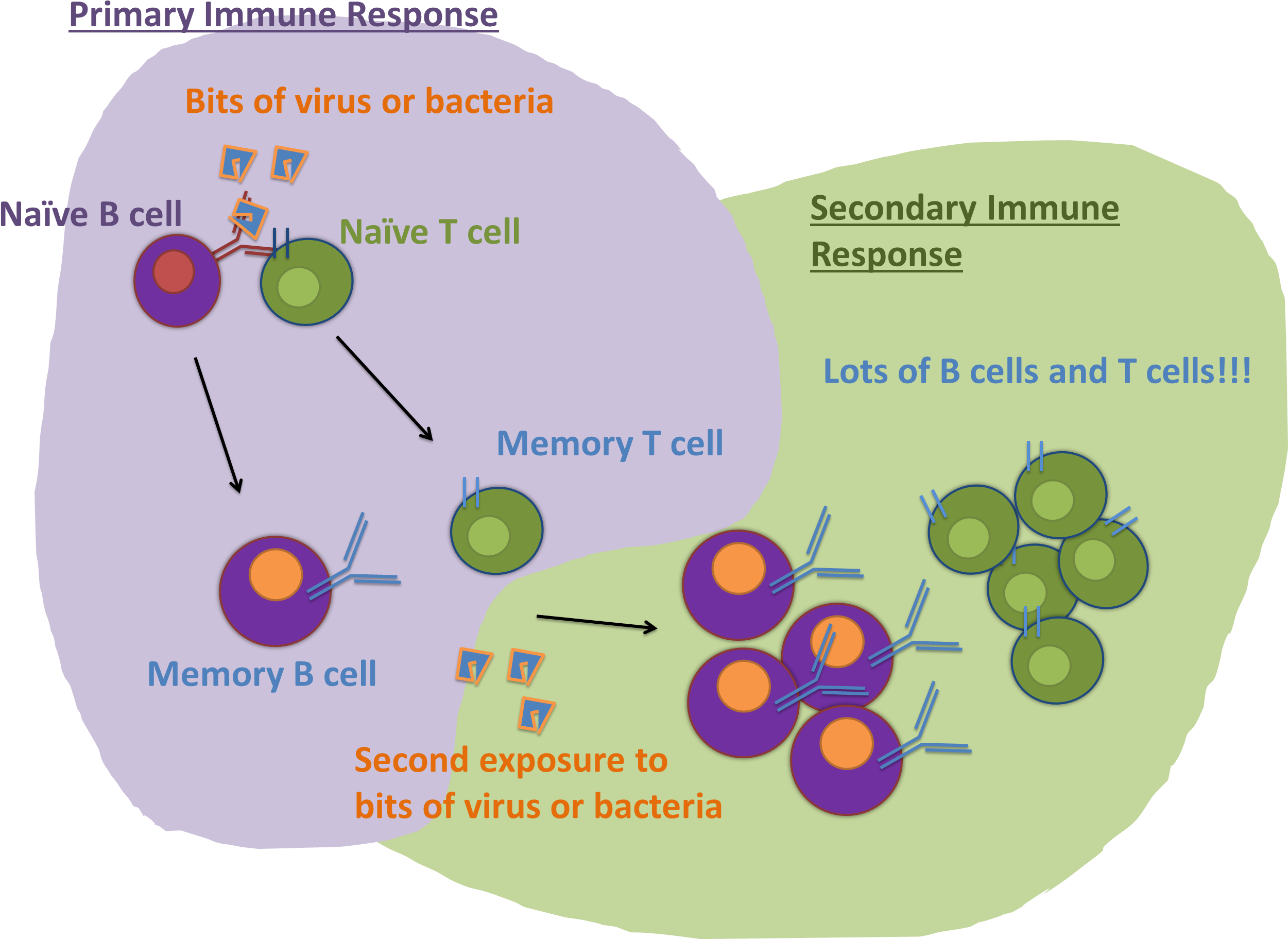 Https - //immyounology - Wordpress - Com/2013/10/23/ - T Cell (2550x1865), Png Download
