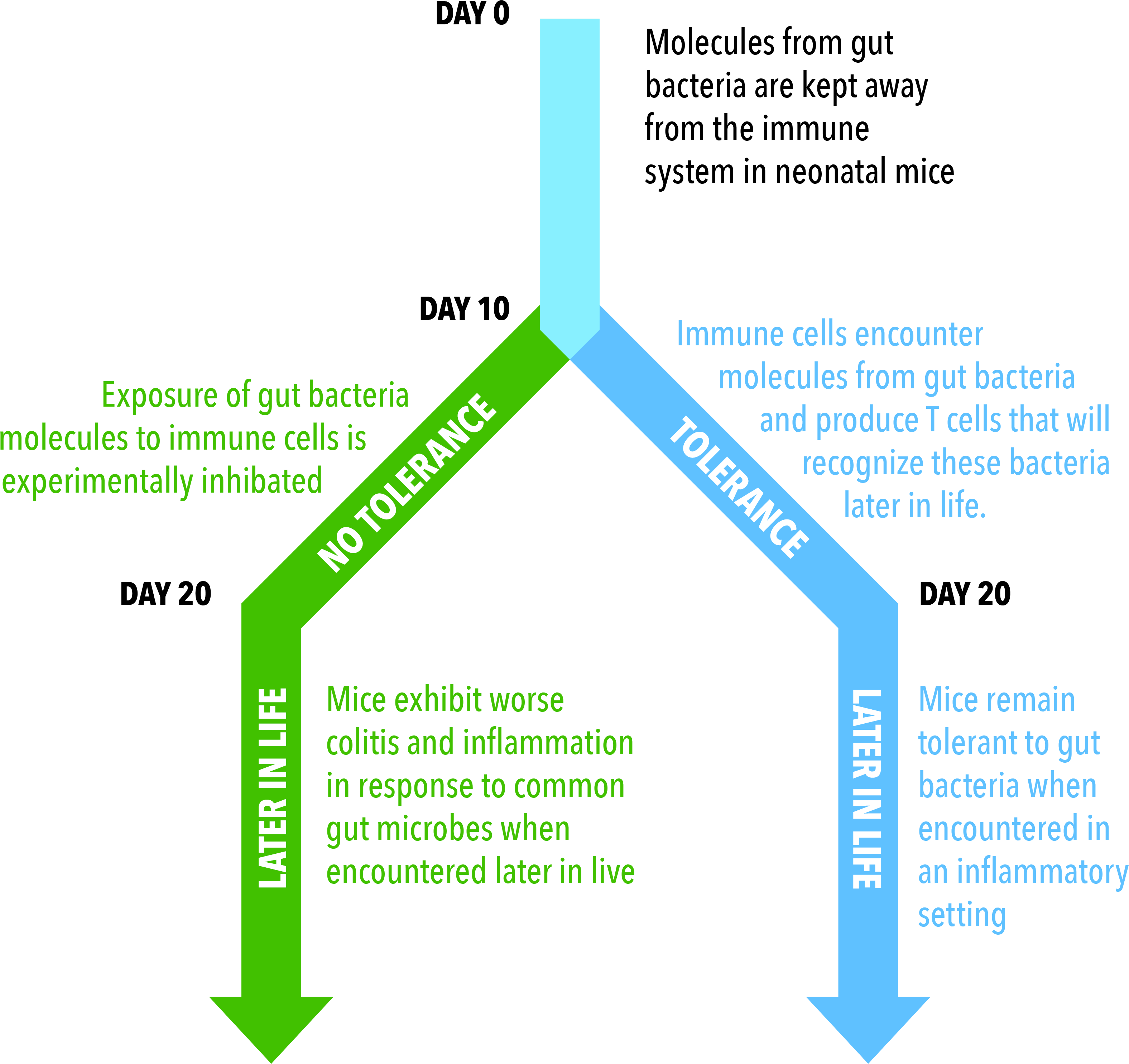 Critical Timing To Develop Immune Tolerance Identified - Diagram (3333x3333), Png Download
