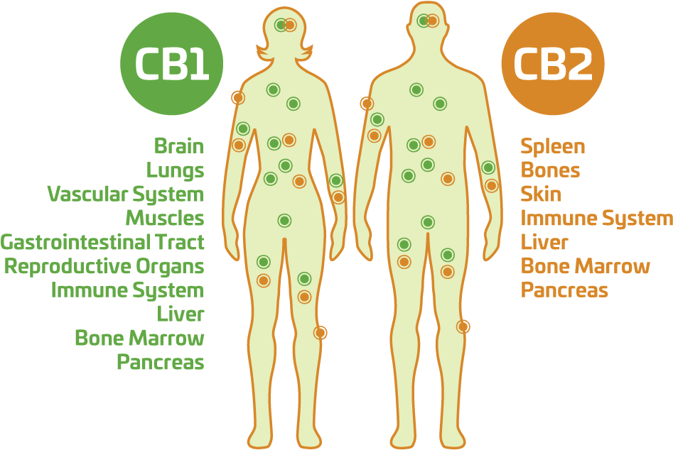 What Is Hemp Cbd - Cbd Body (1000x640), Png Download