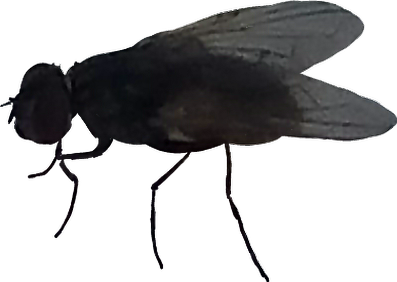 Mosca Sticker - House Fly (774x550), Png Download