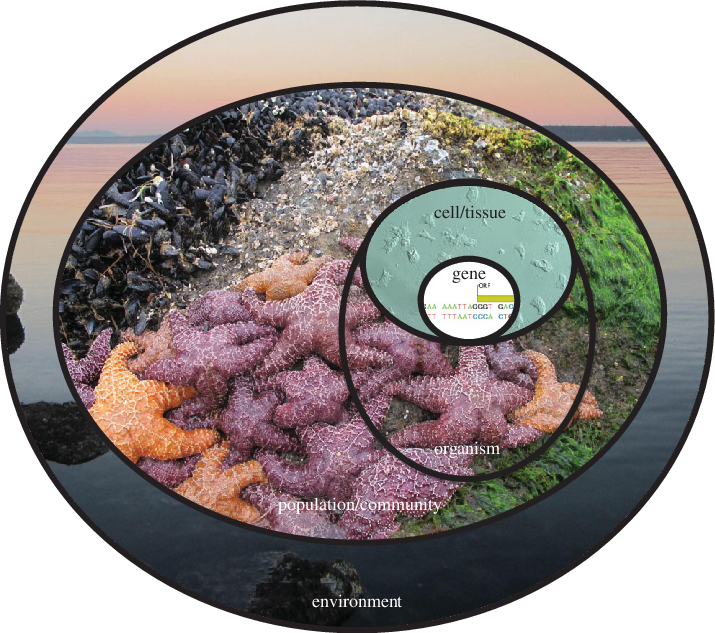 Disease Diagnosis Concentric Ring - Circle (715x633), Png Download