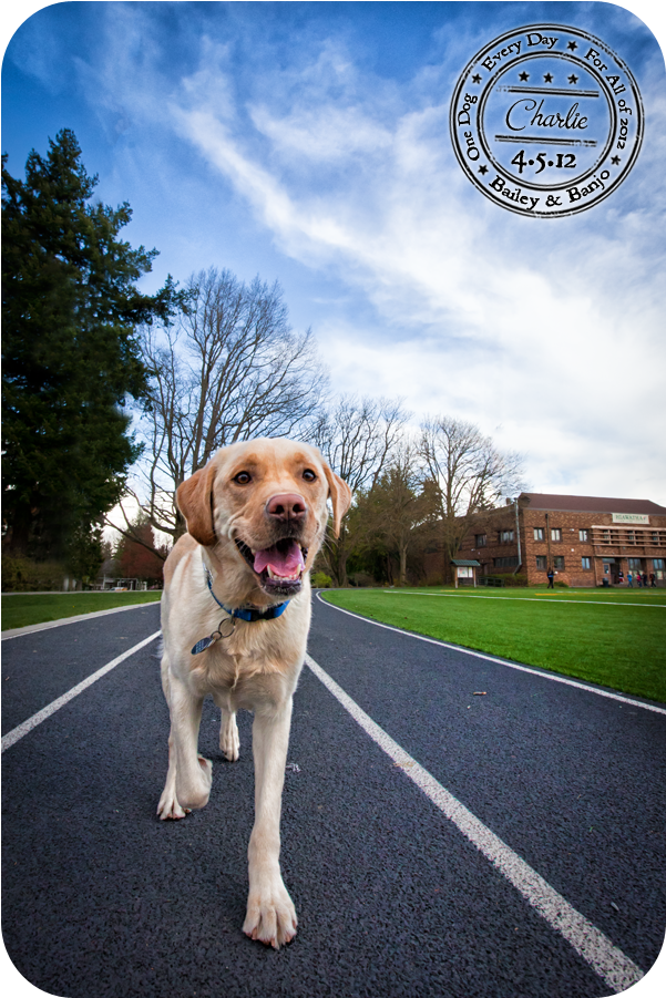 You - Dog (672x972), Png Download