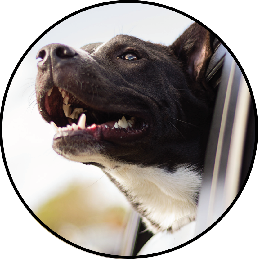 Hot Cars Image - Dog (838x838), Png Download