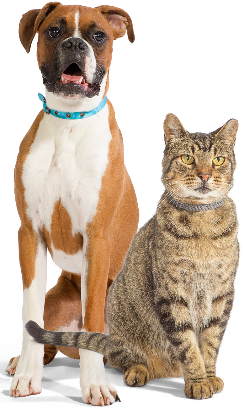 Help Get Them From Hospital To Home Comfortably - Boxer (778x1300), Png Download