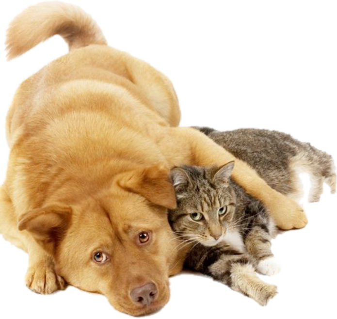 Pet Expo Victoria - Verydirtycarpets 3936411 Carpet & Upholstery Cleaning (695x658), Png Download