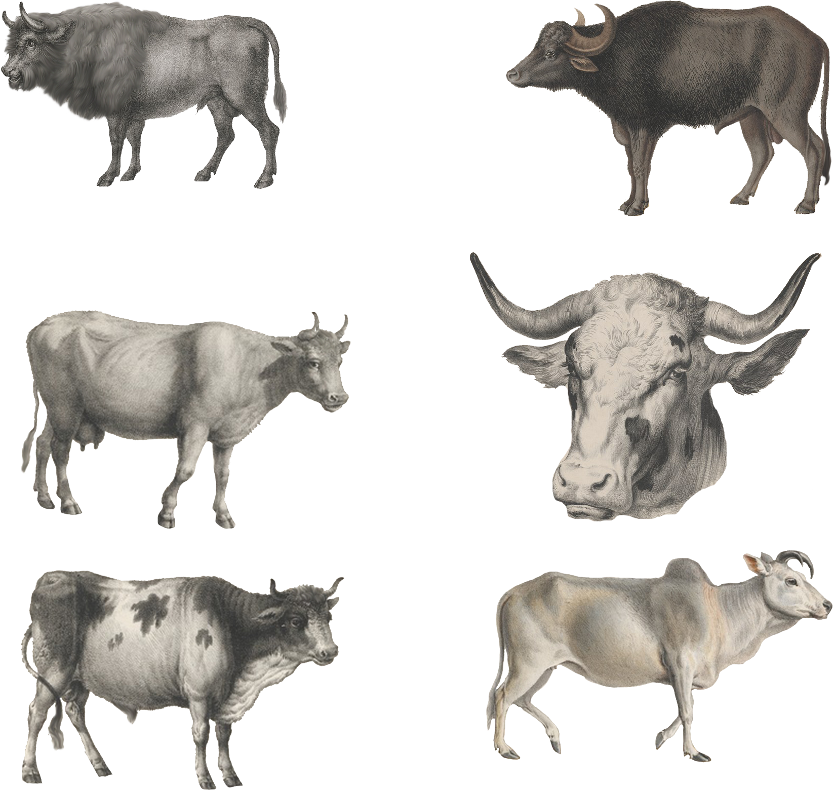 Ox Animal Resolution - Gicléedruk: Cattle, 1824 By Karl Joseph Brodtmann, (1800x1800), Png Download