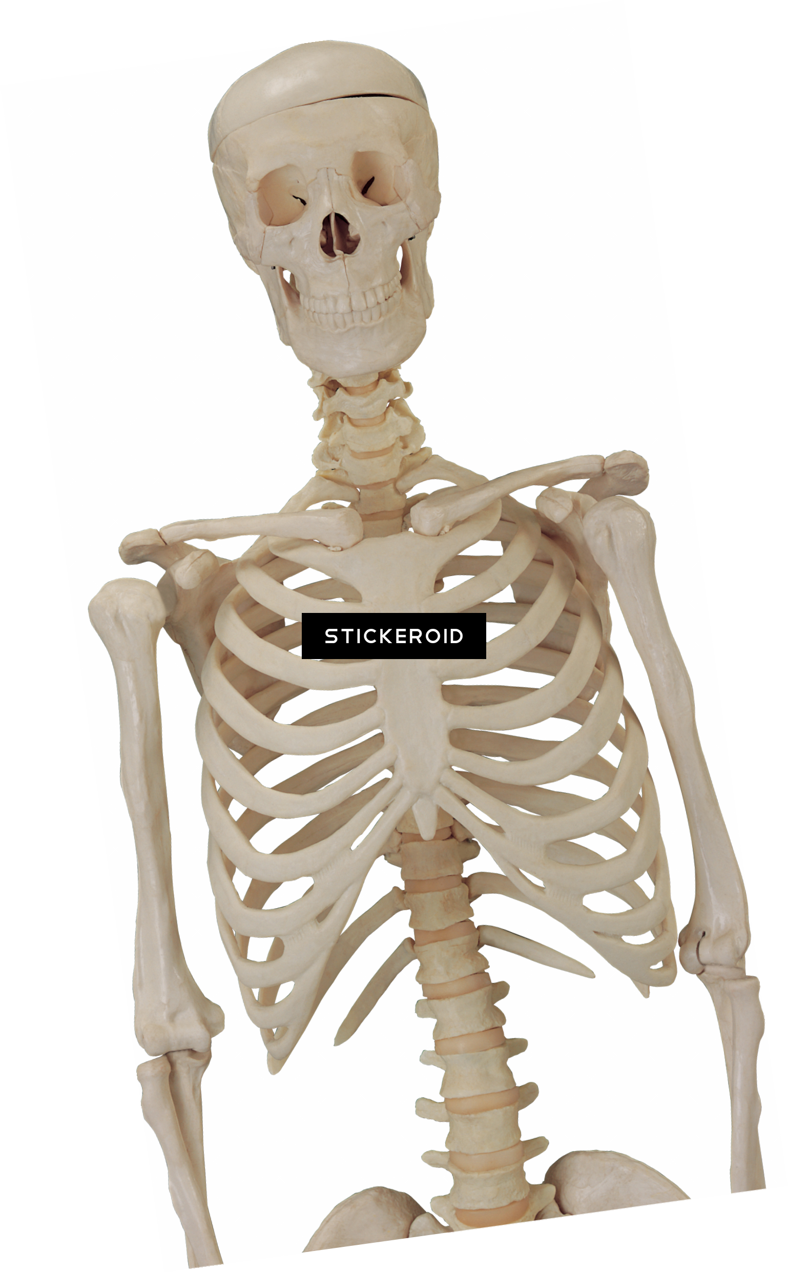 Skull Skeleton Skulls - Skeleton Photoshop (1538x2482), Png Download