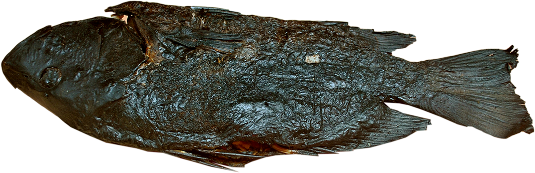 Tilapia - Gulf Flounder (1101x455), Png Download