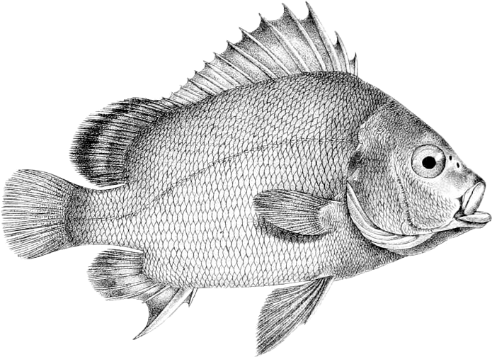 Plectorhinchus Gibbosus - Desenho De Peixe Tilapia Png (770x575), Png Download