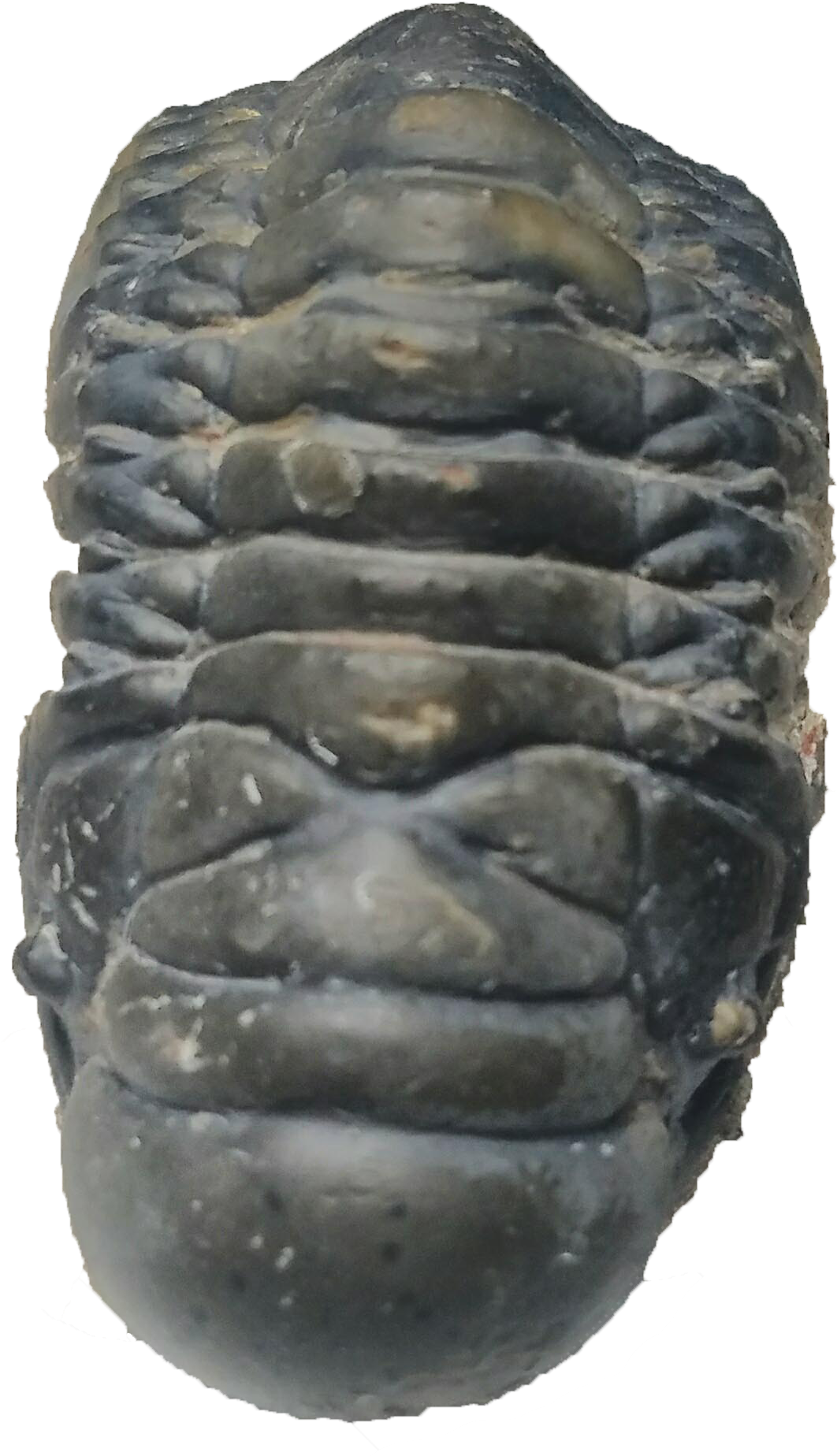 Crotalocephalina Trilobite - Chiton (2152x2152), Png Download