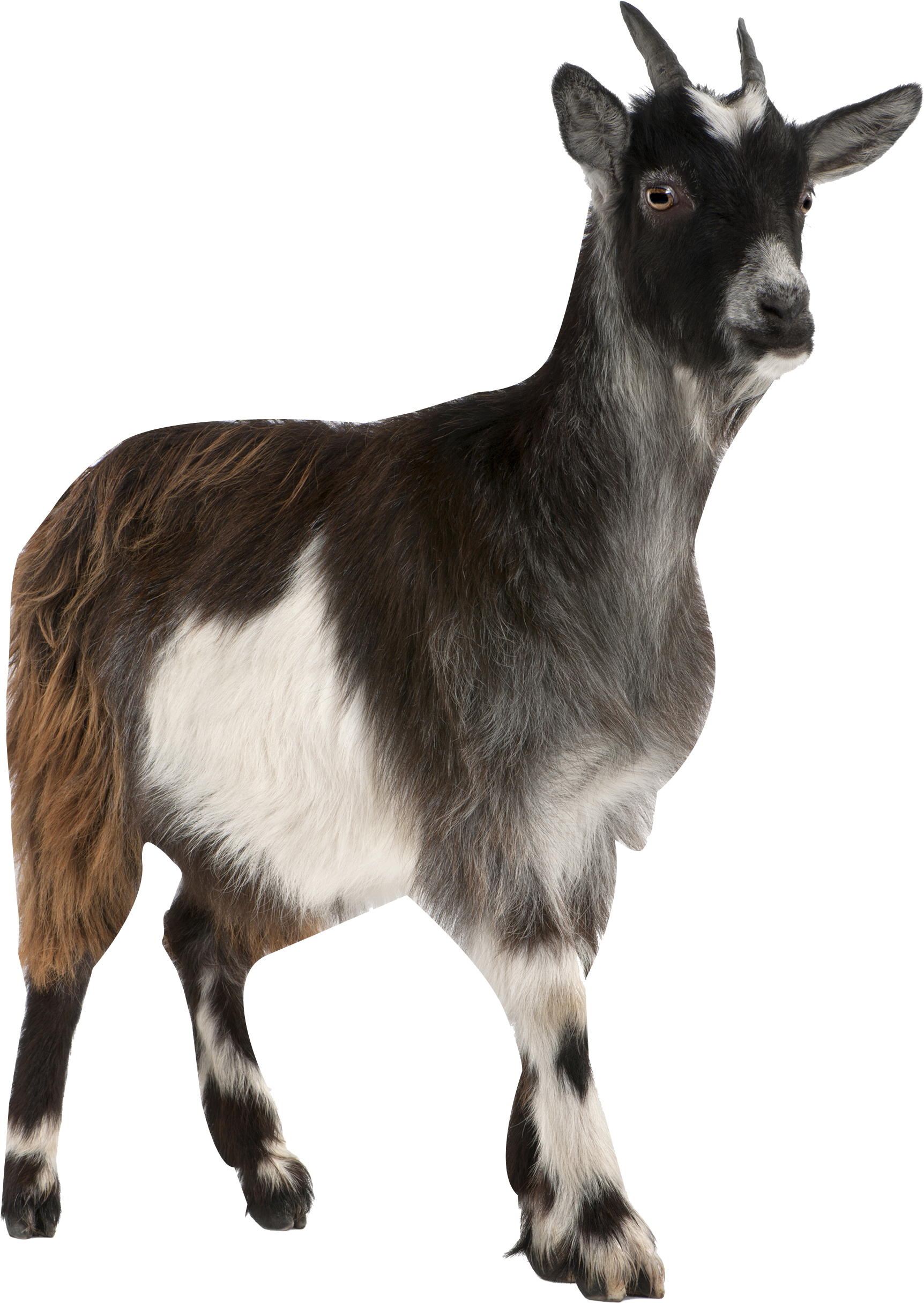 Pygmy Toggenburg Russian Stock Photography Mountain - Deactivation Of The Detrimental Effects Of Acacia Saligna (2688x2940), Png Download