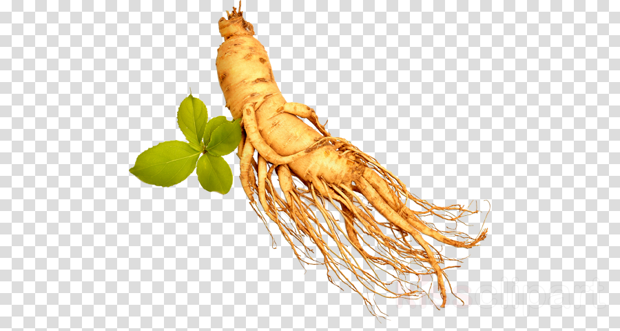 Download Transparent Ginseng Png Clipart Royalty-free - Ginseng Transparent (900x480), Png Download