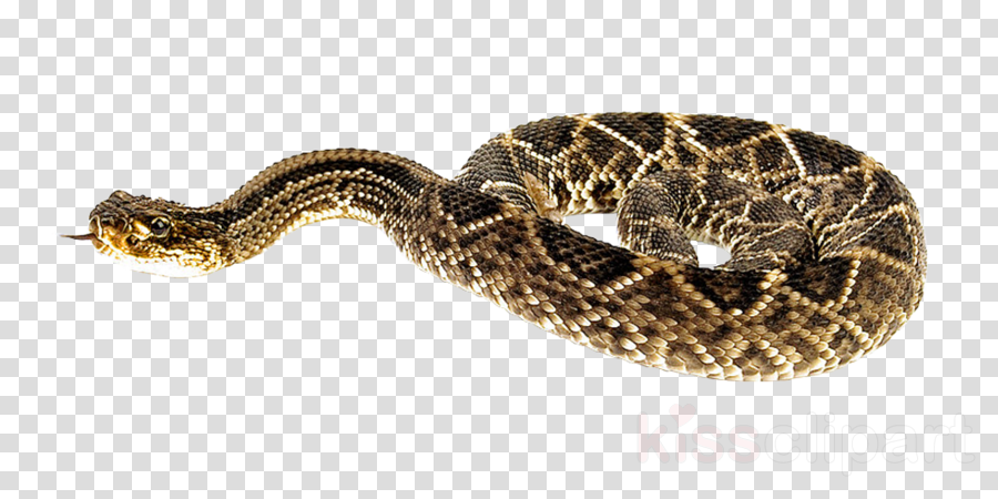 Snakes - Ohio Transparent (900x450), Png Download